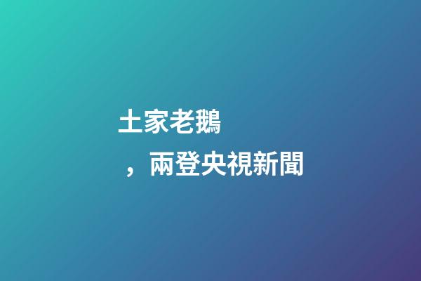 土家老鵝，兩登央視新聞